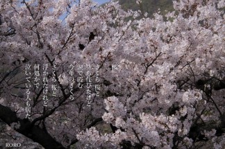 IMG_9314桜
